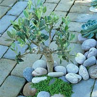 Olea europaea - Set in pebbles and mind-your-own-business, a tiny olive tree