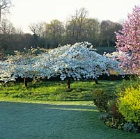 Edging frosty lawn, two cherry trees. On the left, white spreading Prunus Shirotae, on the right a pink Prunus sargentii above gold Coronilla glauca.