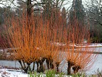 Salix alba vitellina Yelverton. Flaming winter stems at lakeside. 