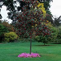 Sorbus hybrida Gibbsii, deciduous tree with clumps of red berries flowering in autumn, around its base autumn crocus.