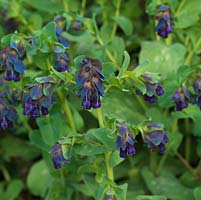 Cerinthe major Purpurascens, an annual with glaucous leaves and drooping blue flowers.