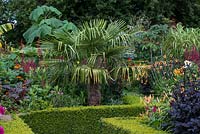 The walled Exotic Garden at Abbeywood features box edged borders planted with Lobelia tupa, Hemerocallis Dahlia, Paulownia and Canna. In centre of image, Trachycarpus fortunei palm.