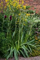 A border in the walled Exotic Garden at Abbeywood planted with Eryngium agavifolium, Cytissus, Cleome and Ricinus.