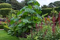 The Exotic Garden at Abbeywood planted with Paulownia, Lobelia tupa, ligularia, palms and dahlias.