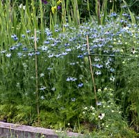Nigella damascena, Love-in-a-mist, growing with supports in the cutting garden at Abbeywood.