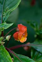 Impatiens bicaudata 'Jungle Sunset', that can grow to nearly 2m tall in its native Madagascar.