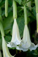 Brugmansia, datura or Angel's Trumpet, a frost tender shrub. Night scented.