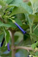 Iochroma cyaneum, Violet Churur, a tender, spreading evergreen shrub with shiny green leaves and drooping clusters of deep violet, long trumpet shaped flowers.