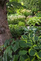 European Larix - Larch tree underplanted with Hostas including 'Abiqua Moonbeam' variety and Polystichum acrostichoides - Christmas Ferns in backyard country garden in summer, Quebec, Canada