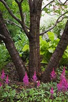 Astilbe 'Vision in Red' flowers, Hosta 'Sun Power' under deciduous tree trunks in front yard country garden in summer, Quebec, Canada