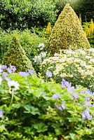 The Vean Garden with clipped golden privet surrounded by lush herbaceous plants including Leucanthemum x superbum 'Goldrausch', Geranium Rozanne - 'Gerwat' and ligularias. Bosvigo, Truro, Cornwall, UK