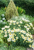 The Vean Garden with clipped golden privet surrounded by lush herbaceous plants including Leucanthemum x superbum 'Goldrausch', variegated phlox and ligularias. Bosvigo, Truro, Cornwall, UK