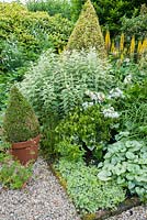 The Vean Garden with lots of strong foliage plants including clipped box and golden privet, Ligustrum ovalifolium 'Aureum', variegated ivy, silvery Brunnera macrophylla 'Jack Frost', variegated phlox, white campanulas and yellow ligularia. Bosvigo, Truro, Cornwall, UK
