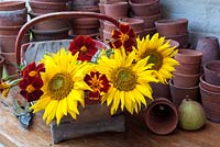 Helianthus annuus - Sunflowers with tagetes in trug on potting bench