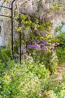 Pergola festooned with flowering wisteria, underplanted with alliums and catmint. Caervallack Farm, nr Helston, Cornwall, UK