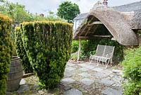 Large urn amongst four fastigiate yews in the Thatch garden, with metal bench below thatched roof behind. Caervallack Farm, nr Helston, Cornwall, UK