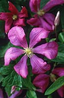 Clematis 'Margot Koster'- Viticella group