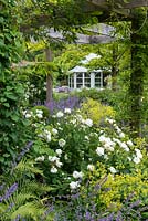 Rosa 'Madame Hardy' in a mixed border with Nepeta 'Six Hills Giant', Alchemilla mollis and wisteria clad wooden pergola.