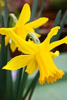 Narcissus 'February Gold' 