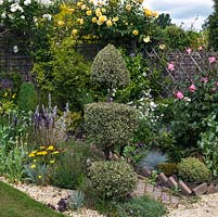 A mixed border with cottage garden style planting, buckthorn topiary and roses - Rosa Iceberg, Rosa Graham Thomas and Rosa Queen Mother.