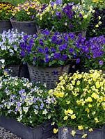 Large buckets and trays of perennial violas on display which from top down, left to right include Jackanapes, Nora, Raven, Fiona Lawrenson, Avril Lawson, Elaine Quin, Blue Moon, Columbine, Belshie.
