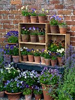 Displayed in old wine boxes, against brick wall, pots of hardy perennial violas. From top, left to right. Palmer's White, Delia, V. cornuta Pat Kavanagh, Lucy, Katerina. Middle - Nora, Columbine, Raven. Bottom shelf Ardross Gem, Myfanwy, white Purity, Julian, Mark's Dainty, Letitia, Mark's Dainty, Irish Molly, Ardross Gem, Purity. Below: Grey Owl, Josie, Helen Dillon and Vita.