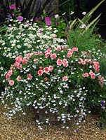 Large terracotta pot filled with Impatiens Fiesta Pink Ruffles, a double busy lizzie, with trailing white lobelia. Behind, marguerites.