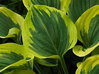 Hosta Liberty, plantain lily, a leafy perennial with heart-shaped leaves, grey green in the centre with much lighter, wide margins. Spring until autumn.