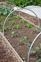 Brassica seedlings under hoops which will support protective netting