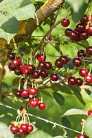 Prunus cerasus - Sour Cherry 'Morello'