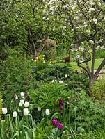 View over hardy geranium, paeony and tulips - white 'Purissima' and dark 'Queen of the Night' - and past apple trees to a bird statue on lawn.