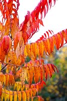 Rhus typhina - Stag's horn sumach, November