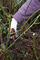 Pruning a floribunda rose sequence - cut out weak and crossing branches