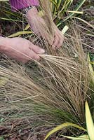 Hand combing dead leaves from a Stipa tenuissima plant