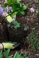 Planting a dicentra formosa