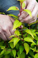 Taking softwood tip cuttings of Fuchsia 'Genii'. Use a knife cutting just above a pair of leaves