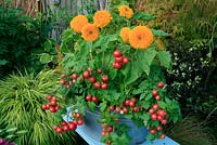 Dwarf tomatoes and dwarf sunflower variety combined in an enamel tin bath raised up on an old metal ironing board. Tomato 'Sweet 'n' Neat' with Helianthus annuus 'Sunshot Golds Mixed'                        