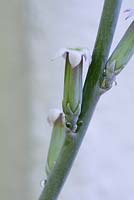 Adromischus cristatus - flowering stem showing nectar glands - August, La Huerta, Andalucia.