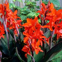 Canna 'Assaut', a rhizomatous perennial with purple brown leaves and, from midsummer to autumn, scarlet orange flowers.