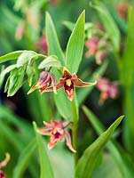 Epipactis gigantea, chatterbox orchid - named because the lip nods in the breeze. A hardy ground orchid which thrives in humus rich, moist soil in dappled shade. Flowers in summer. 30cm tall.