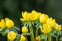 Eranthis hyemalis, a hardy perennial which flowers in February and March. Grows in shade or partial shade.