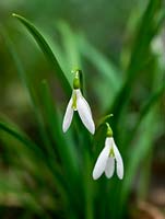 Galanthus seedling growing in the garden of Veronica Cross, a well-known C20 Galanthophile. Under trial. Very slim with slender leaves. Snowdrop, a winter-flowering bulb.  