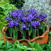 In terracotta pot, Iris reticulata, dwarf iris flowering in mild winters and from early spring. Fragrant. Height: 7cm - 12cm. Surrouned by fern, pachysandra and silver Helichrysum italicum.