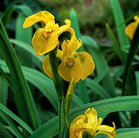 Iris pseudacorus, yellow flag iris, thrives on the margins of ponds. Flowers midsummer.