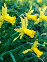 Narcissus cyclamineus 'Little Witch', a winter flowering daffodil with dainty, golden flowers and long trumpets.
