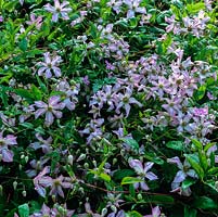 Clematis 'Little Nell', a vigorous climber smothered in mauve-edged, white-petalled flowers in summer.