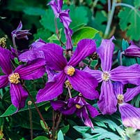 Clematis 'Ernest Markham', a climbing plant with lilac purple flowers with golden tipped anthers in summer.
