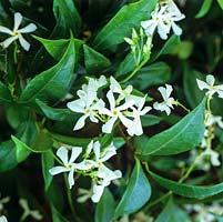 Trachelospermum jasminoides, star jasmine, a woody, evergreen twining climber with glossy leaves and tiny, white fragrant flowers in summer.
