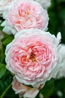 Rosa 'Eglantyne', an English rose bred by David Austin Roses, flowering in June and July
