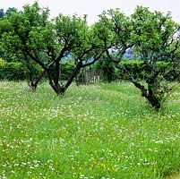 Old apple orchard with its ancient meadow of  grasses, orchids, cowslips, clover, buttercups, ox-eye daisies, cornflowers, poppies and cranesbill. Grass mown path. Gate.